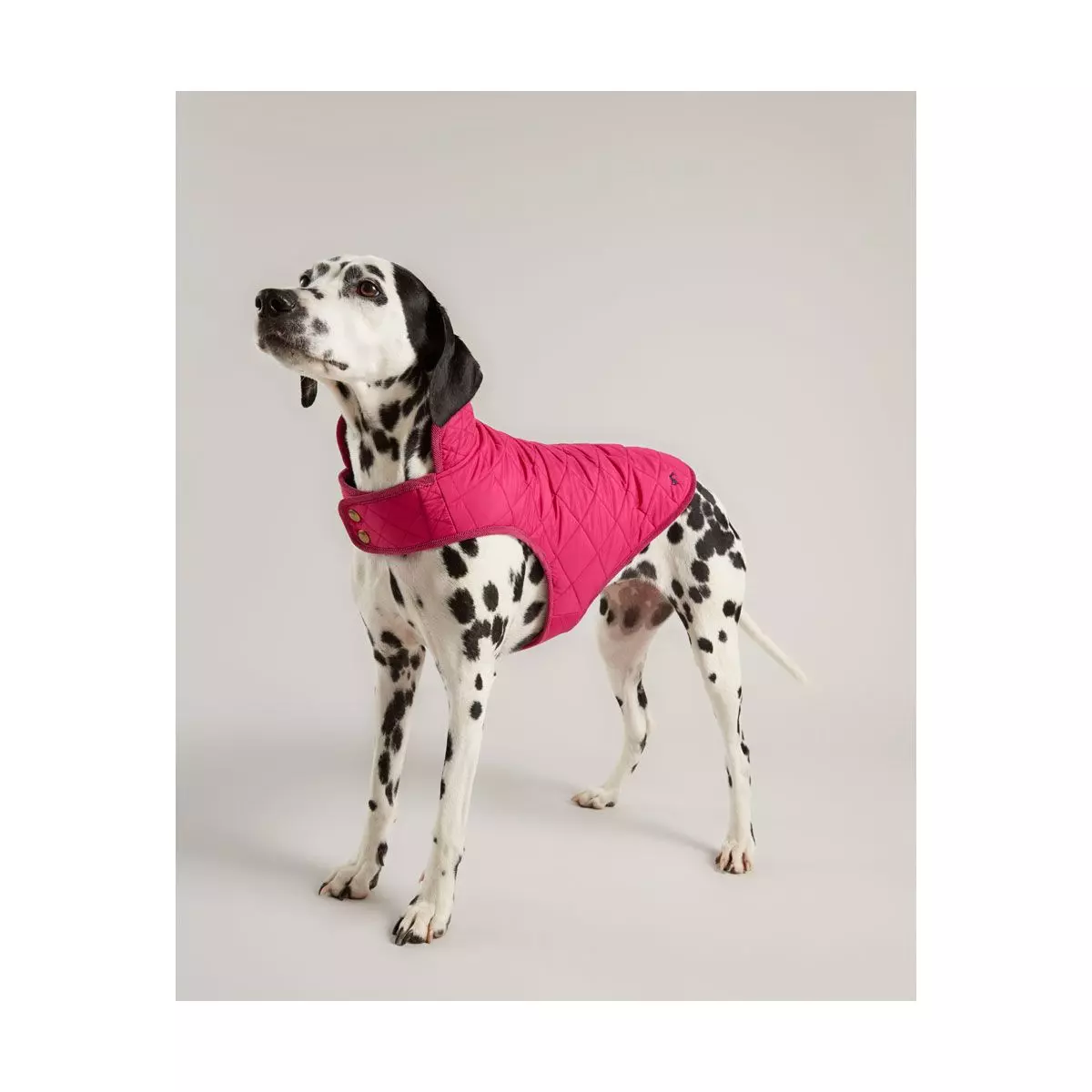 Joules Quilted Dog Coat